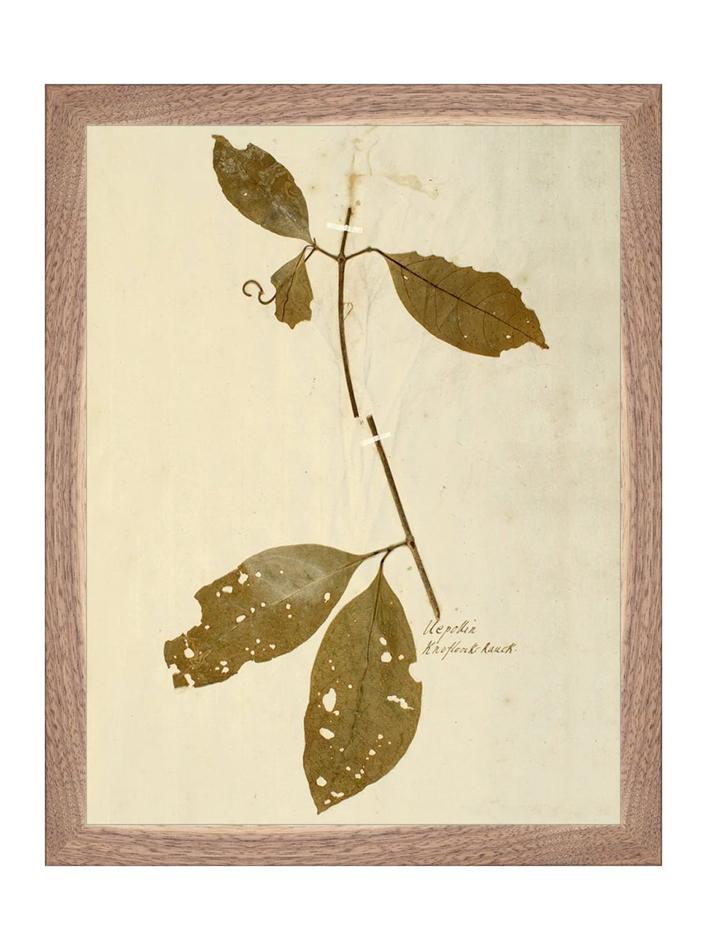Herbier II