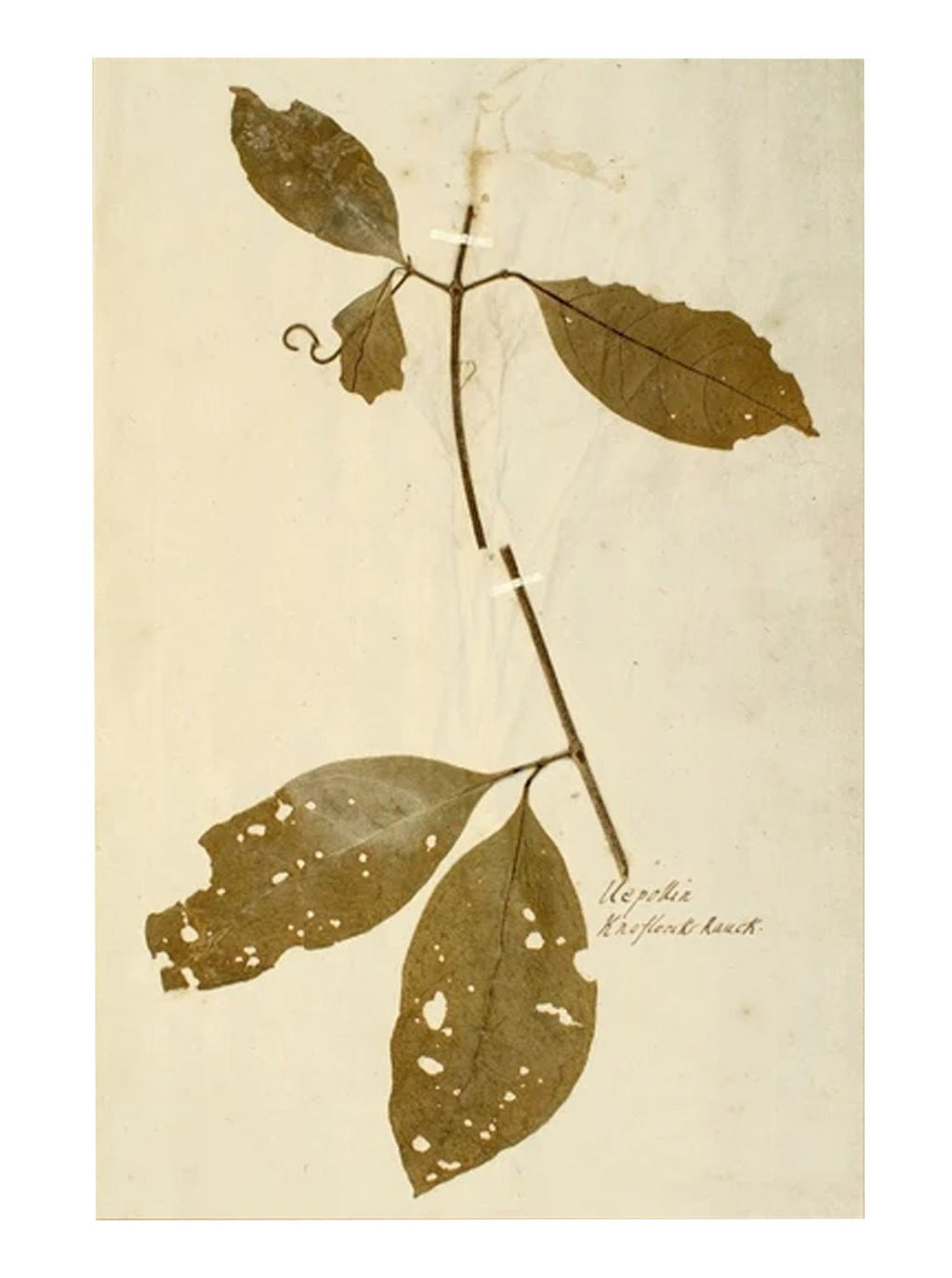 Herbier II
