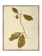 Herbier II