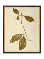 Herbier II