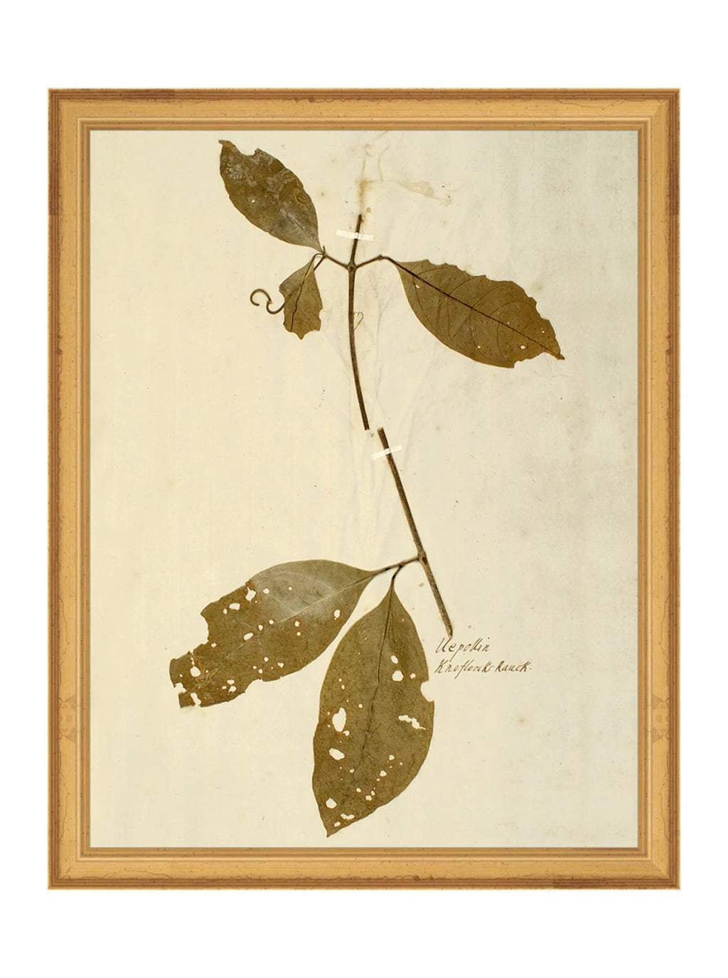 Herbier II
