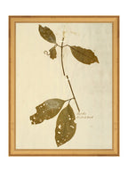 Herbier II