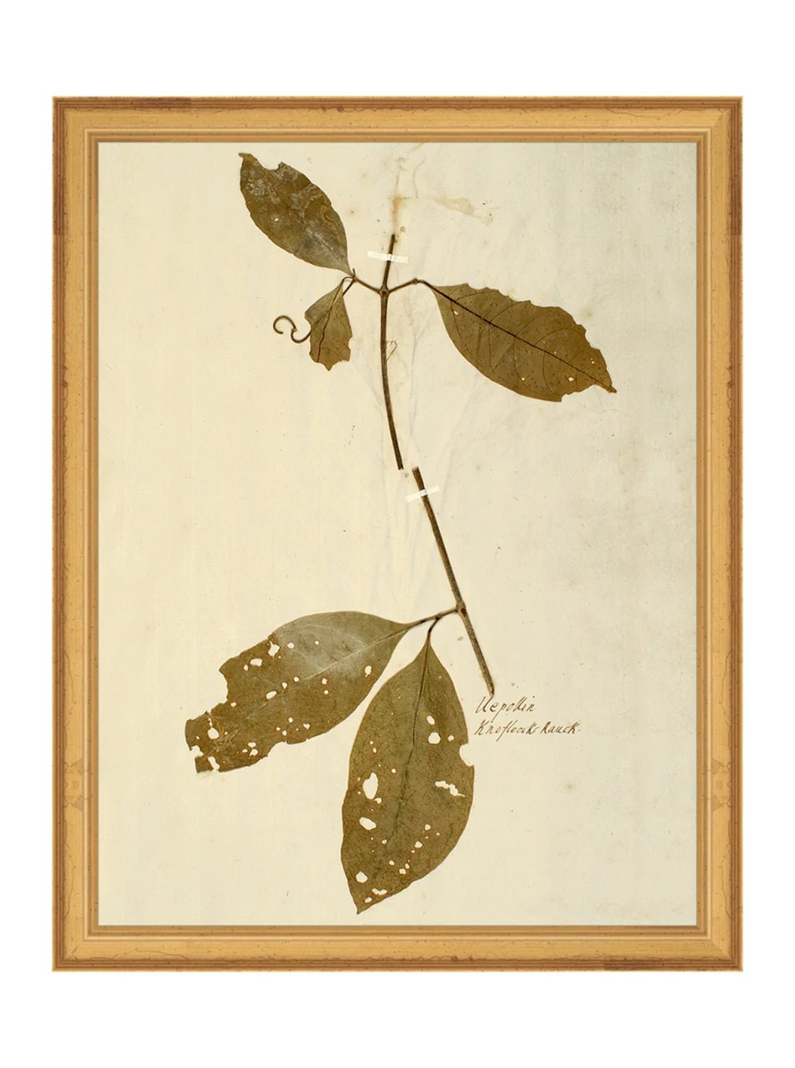 Herbier II
