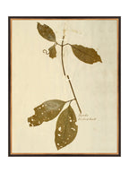 Herbier II