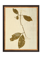 Herbier II
