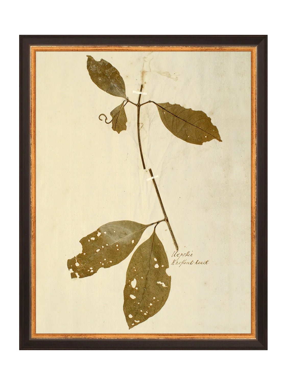 Herbier II