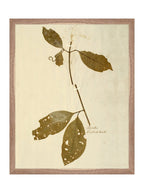 Herbier II