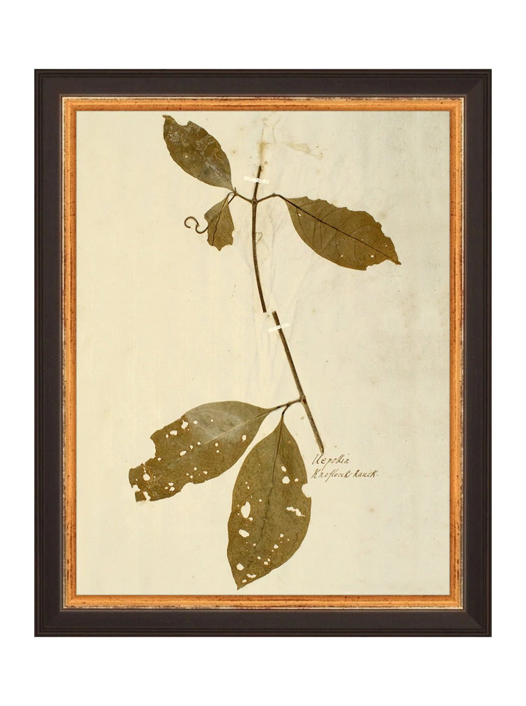 Herbier II