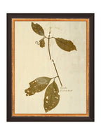 Herbier II