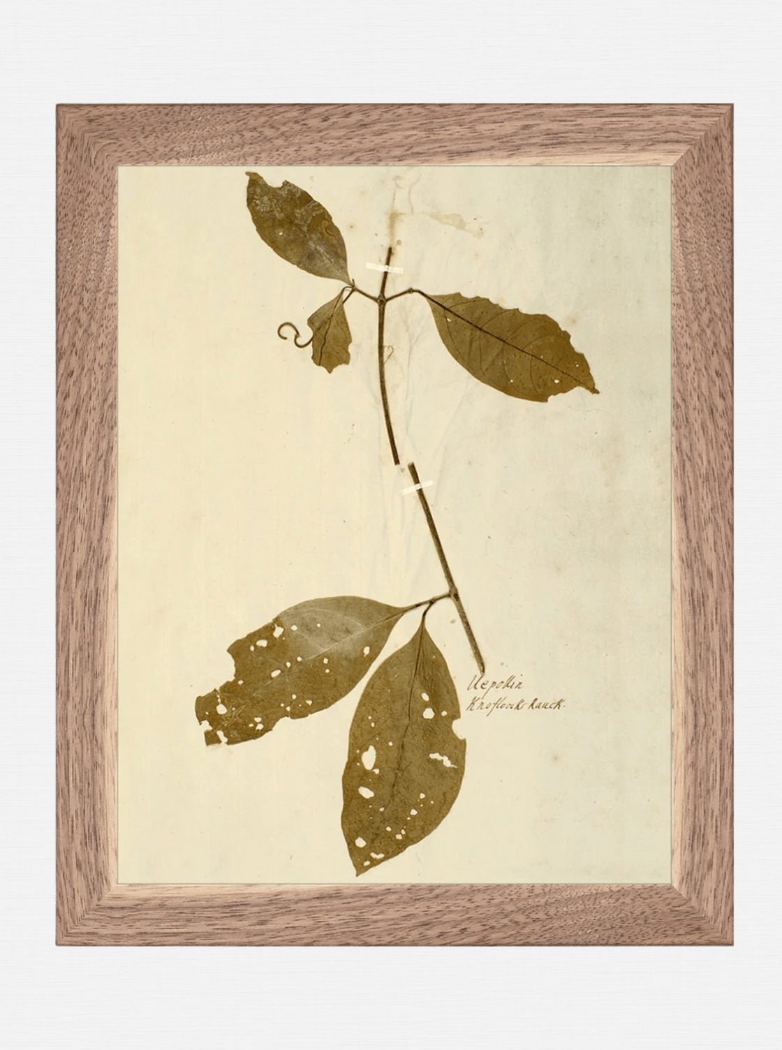 Herbier II