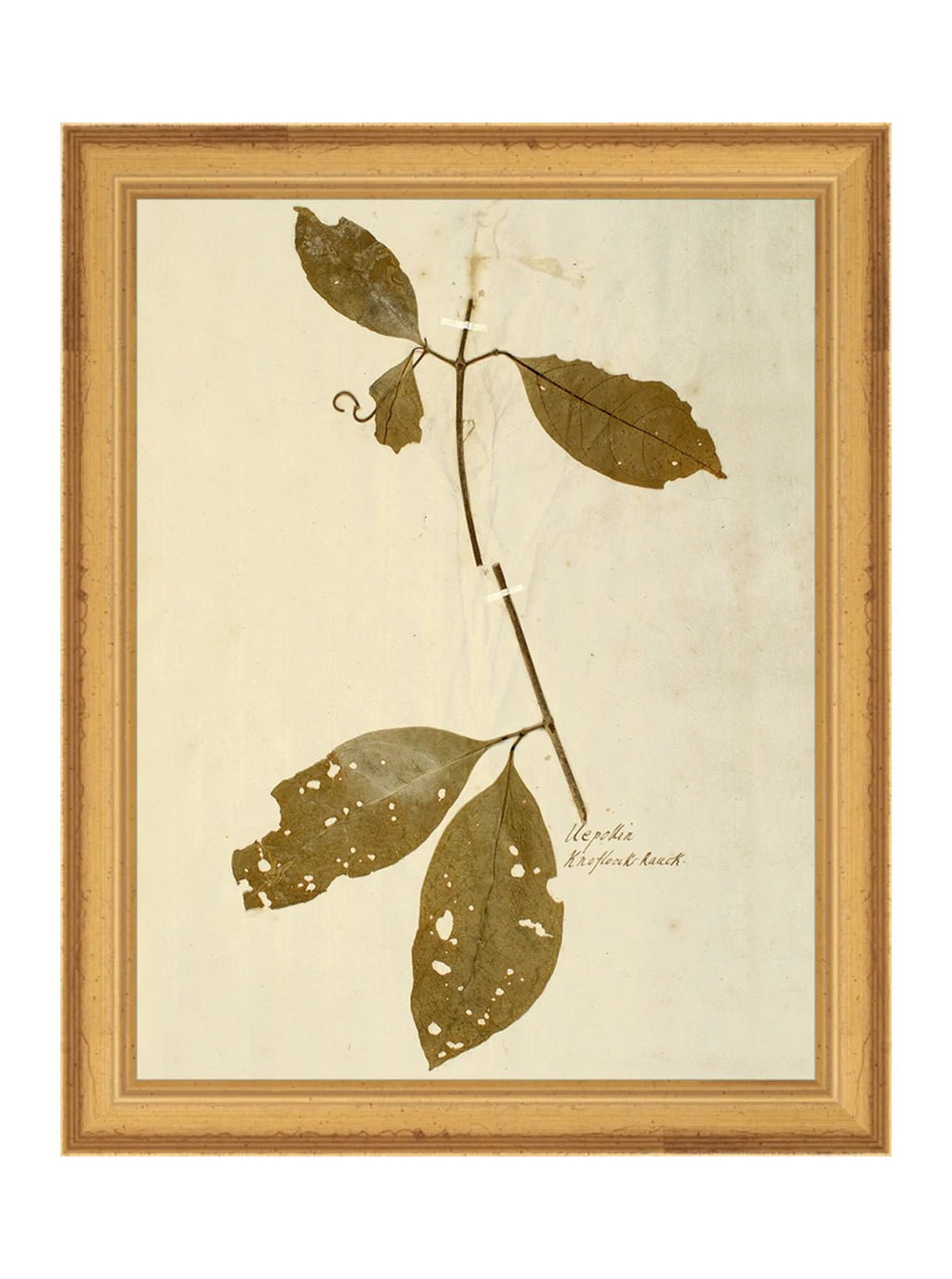 Herbier II
