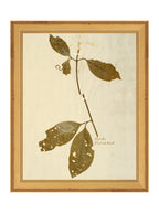 Herbier II