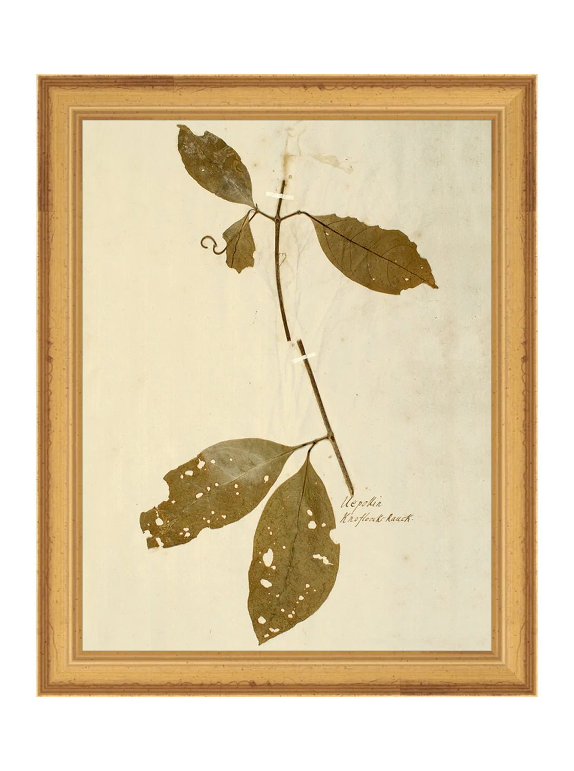 Herbier II