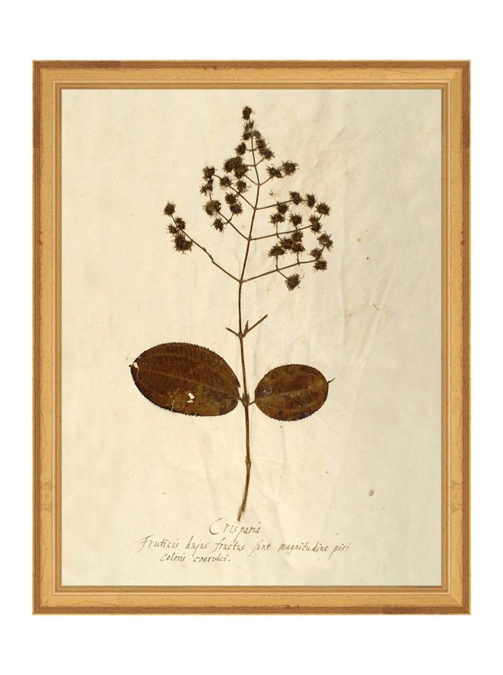 Herbier III