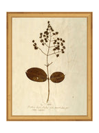 Herbier III