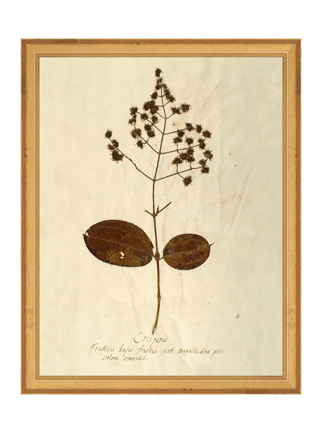 Herbier III