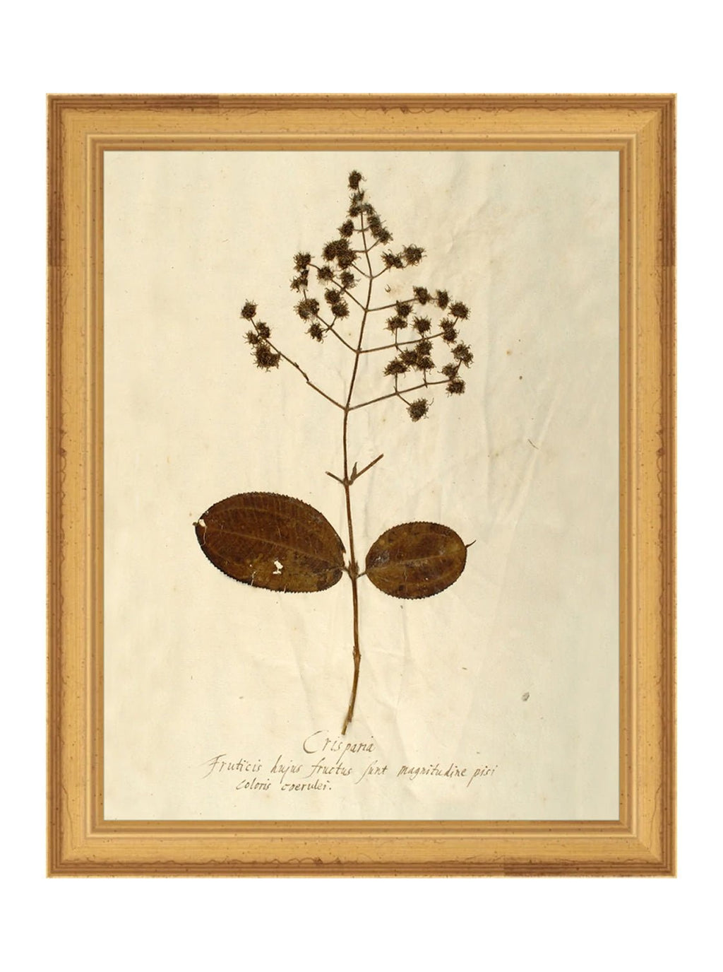 Herbier III