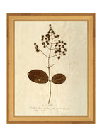 Herbier III