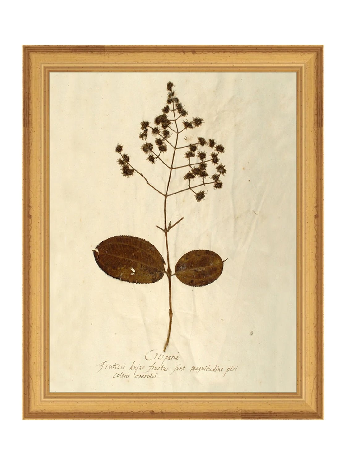 Herbier III
