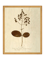 Herbier III