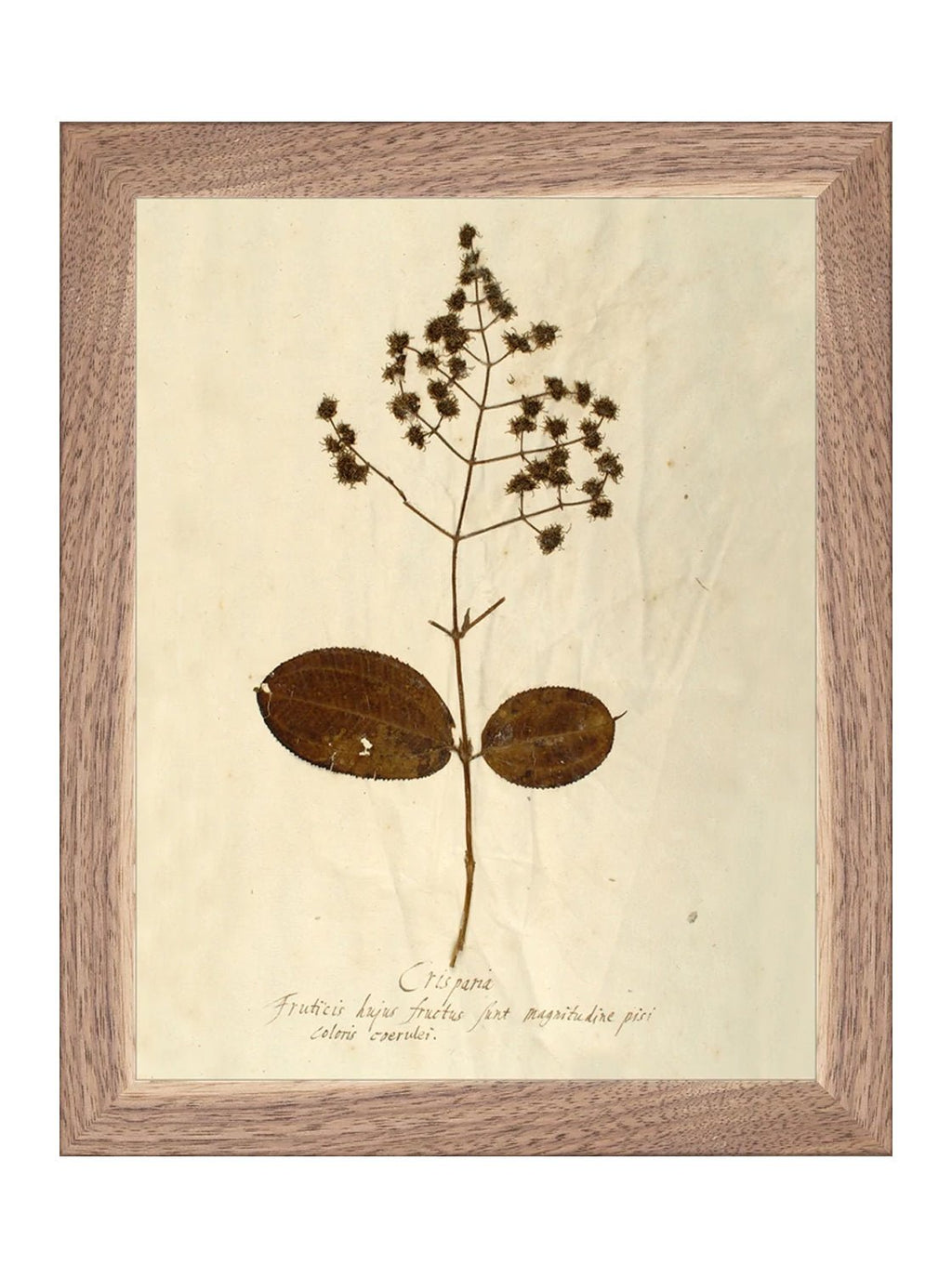 Herbier III