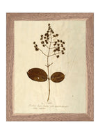 Herbier III