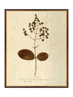 Herbier III