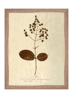 Herbier III