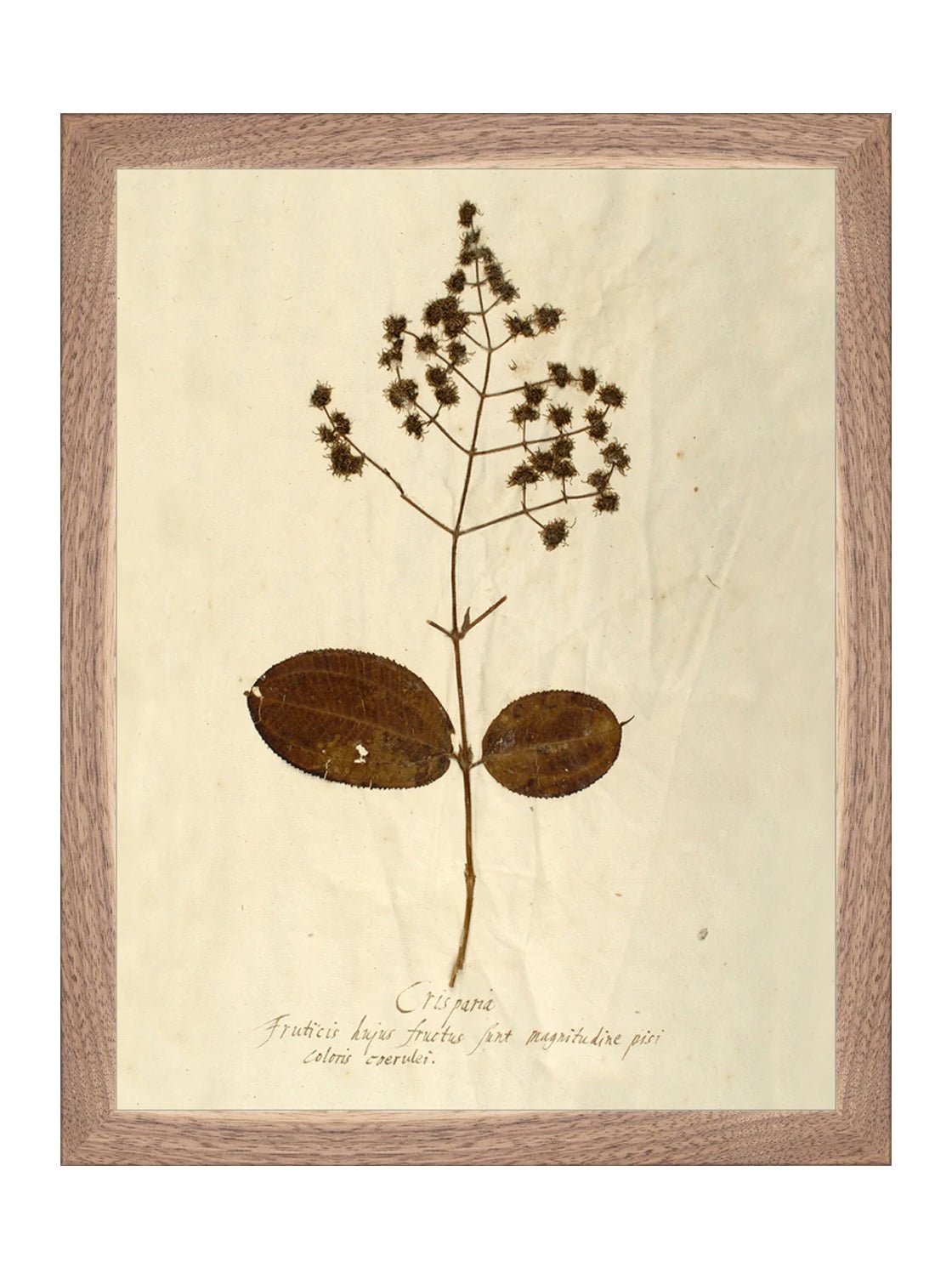 Herbier III