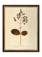 Herbier III
