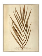Herbier V