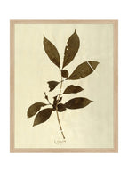 Herbier VI