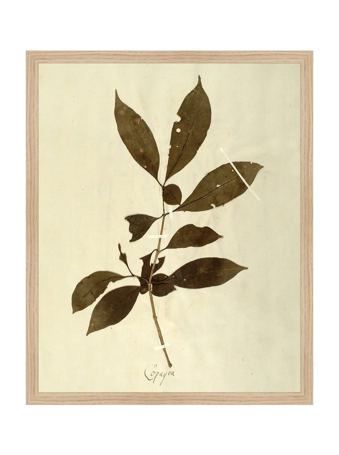 Herbier VI