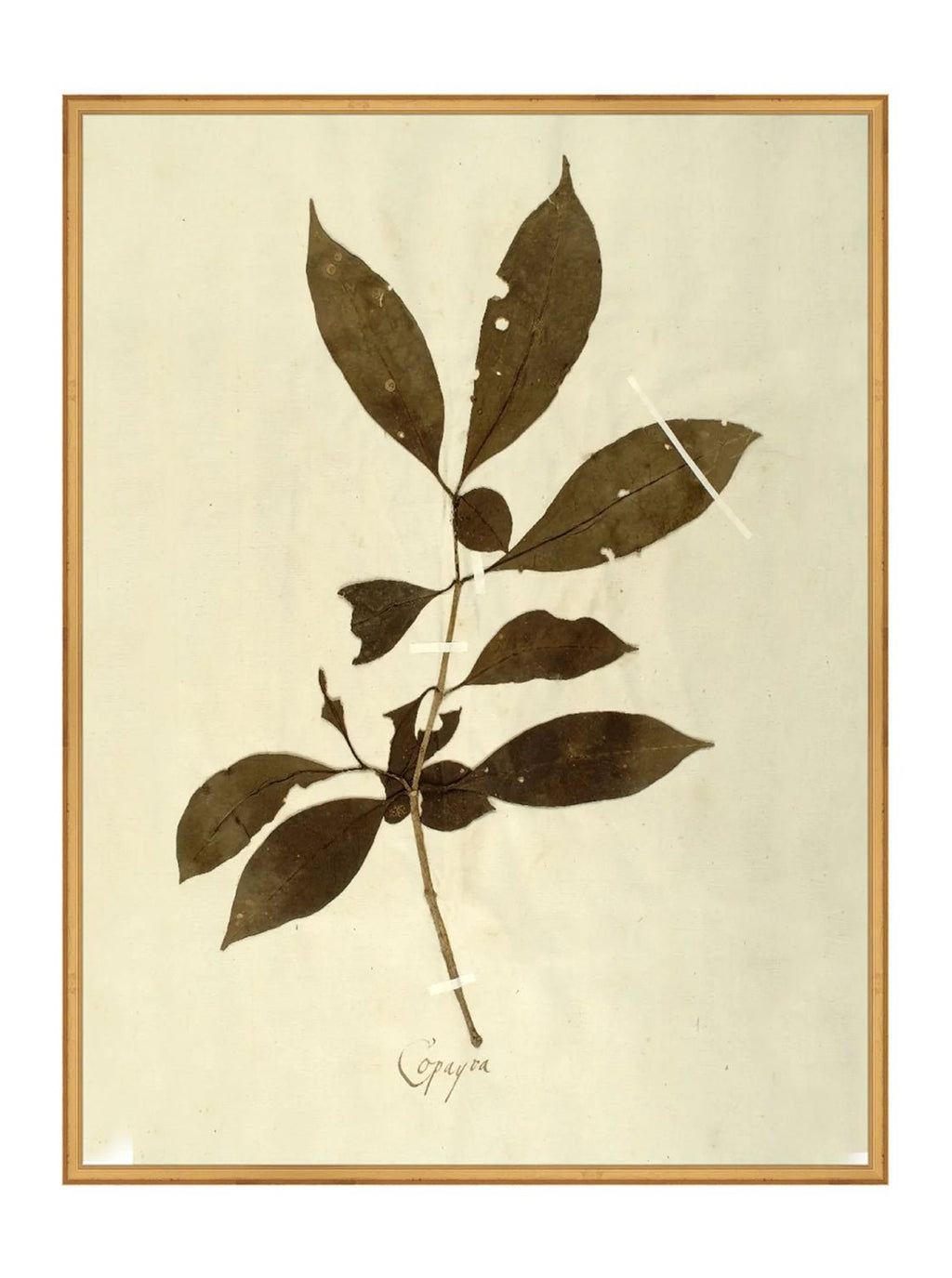 Herbier VI