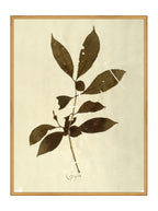 Herbier VI
