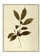 Herbier VI