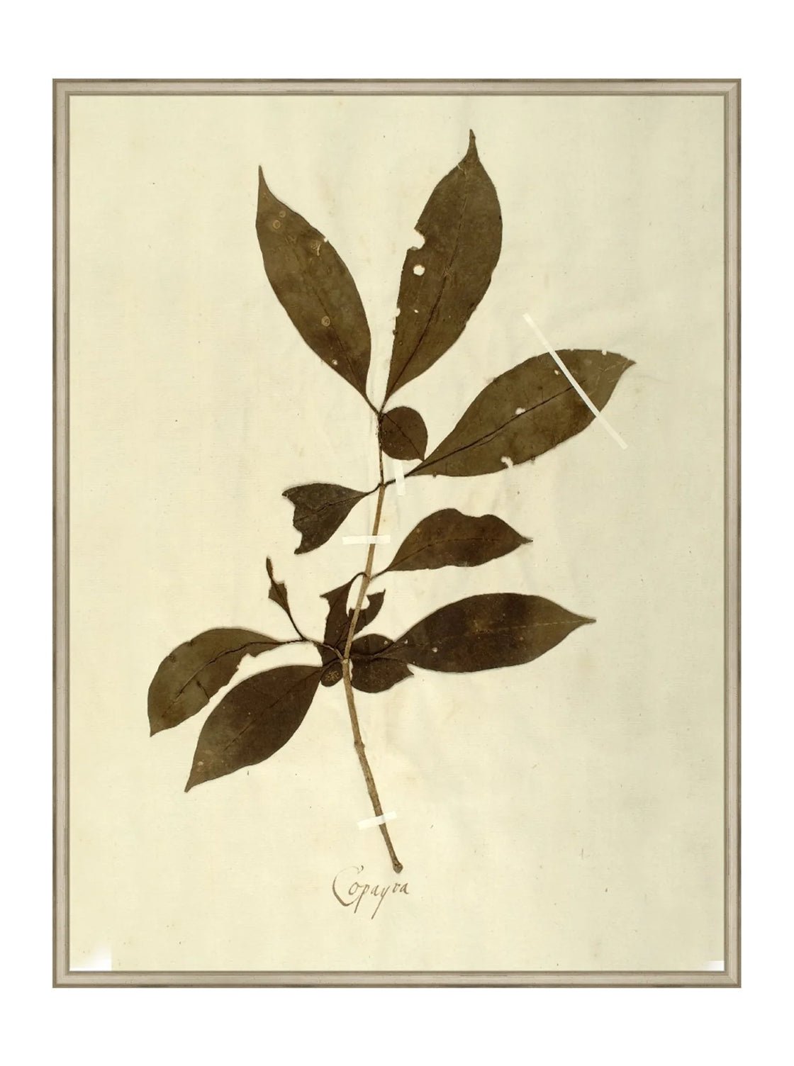 Herbier VI