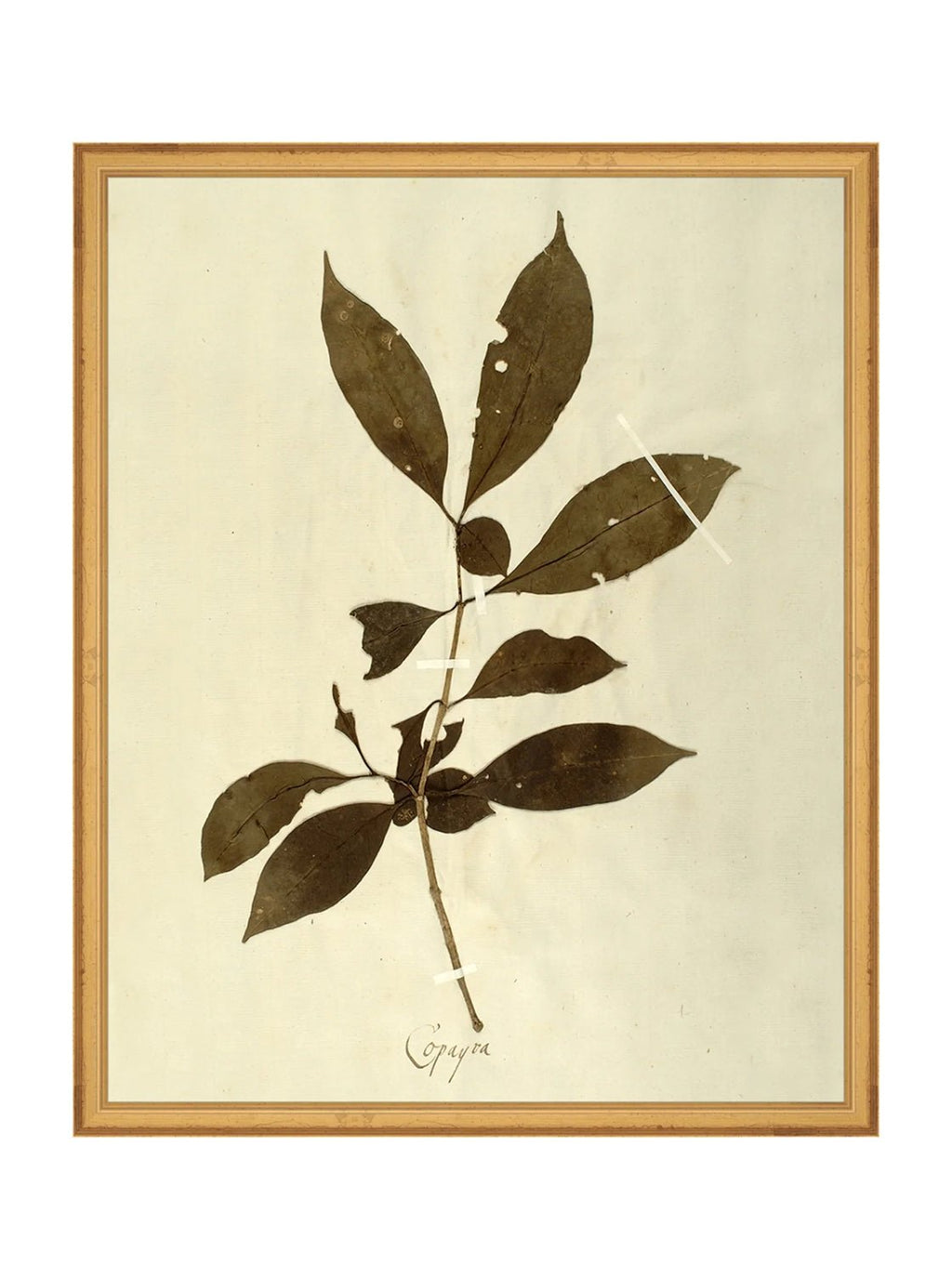 Herbier VI