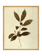 Herbier VI