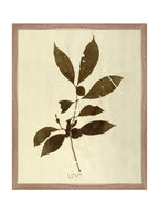 Herbier VI