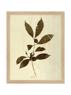 Herbier VI