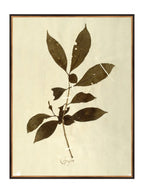 Herbier VI