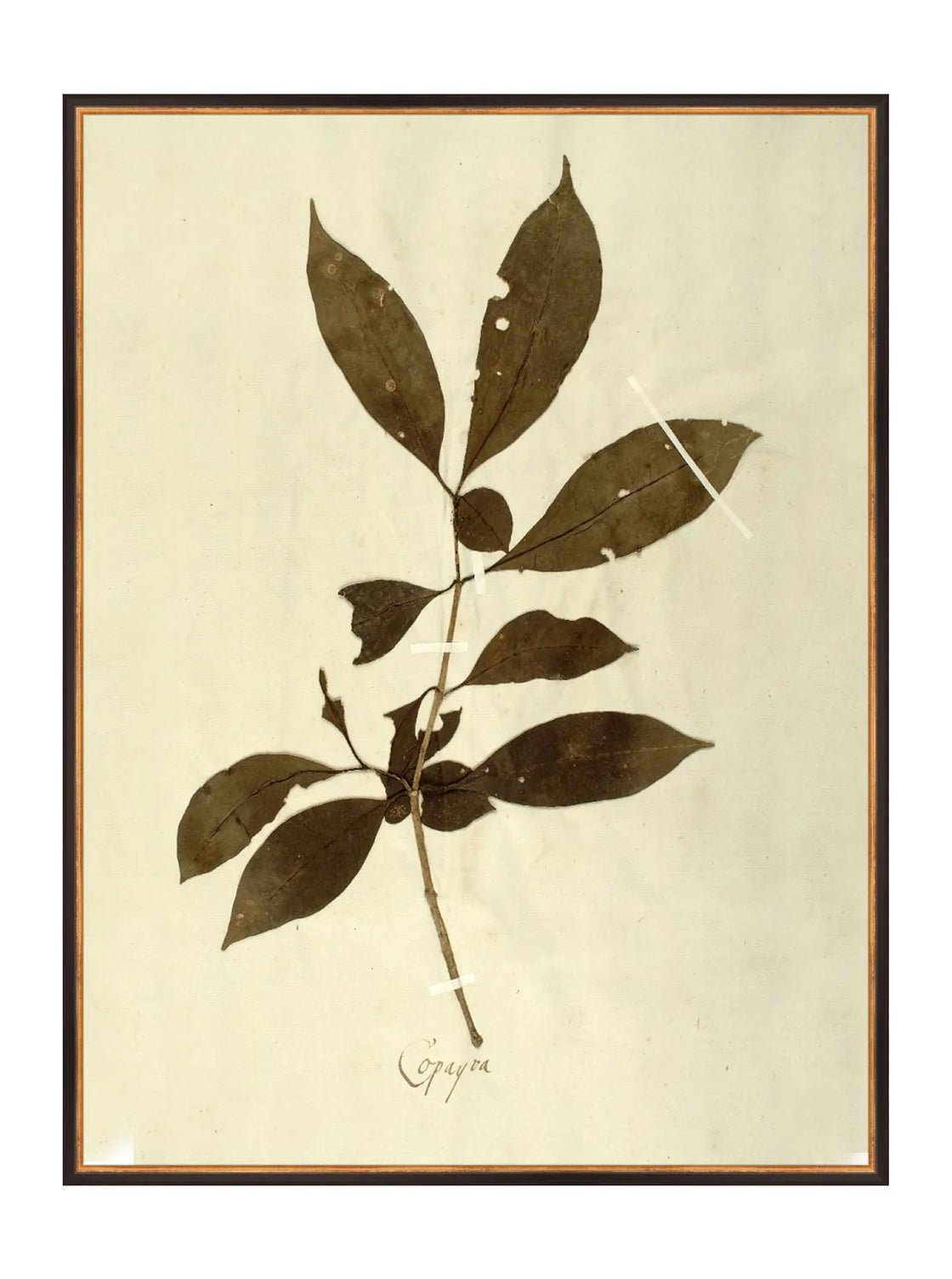 Herbier VI