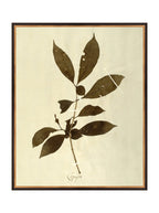 Herbier VI