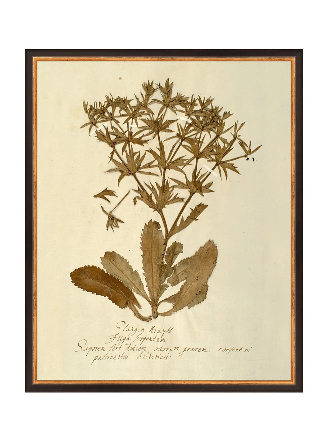 Herbier VII