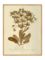 Herbier VII