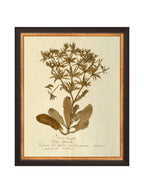 Herbier VII