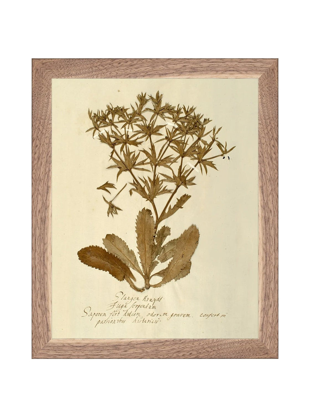 Herbier VII
