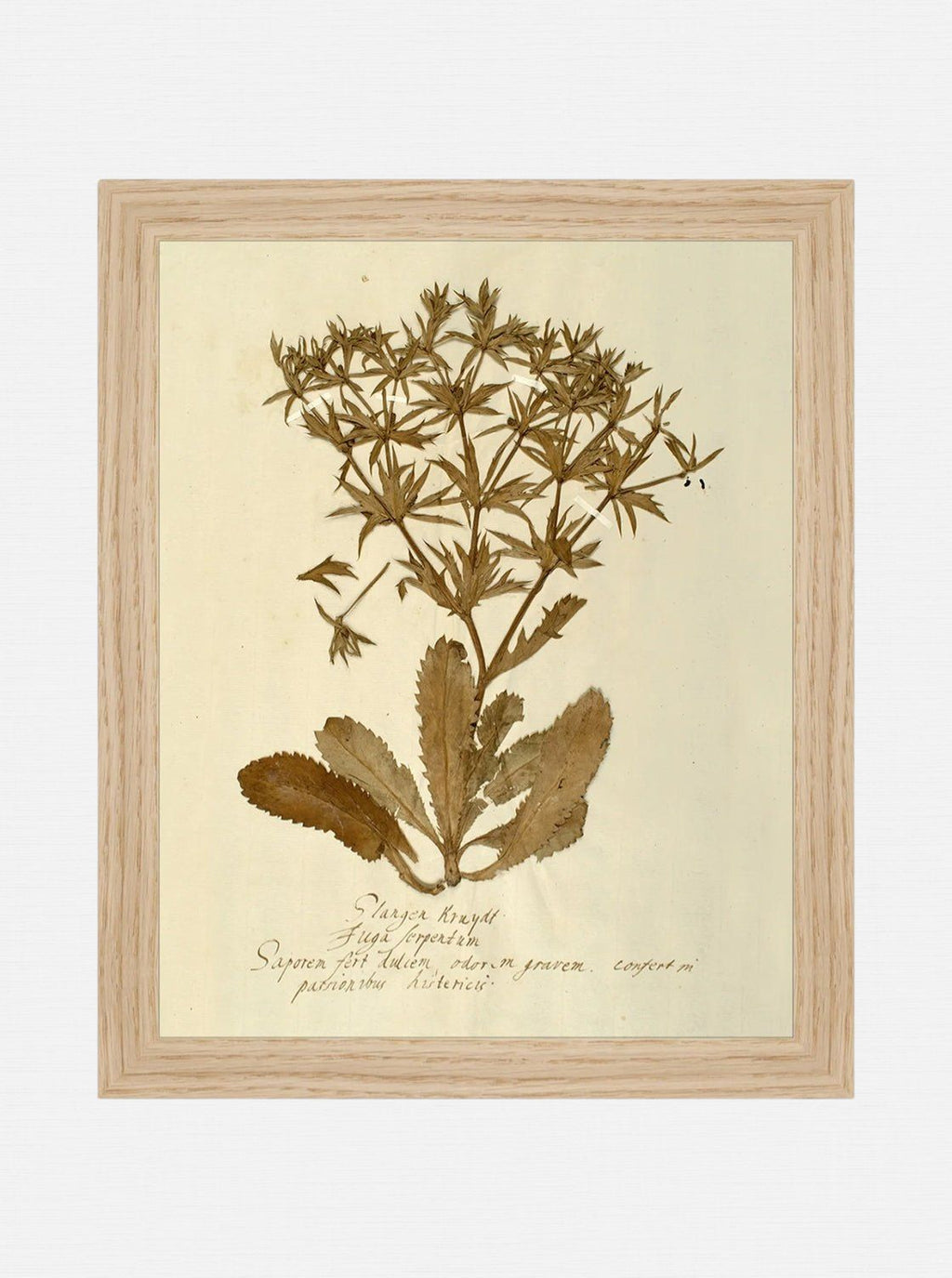 Herbier VII