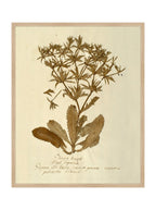 Herbier VII